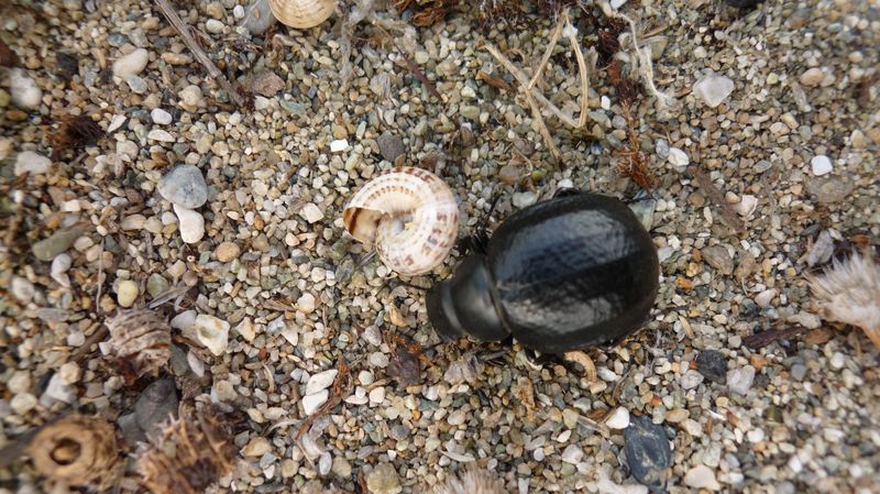 Nero beetle sulla spiaggia